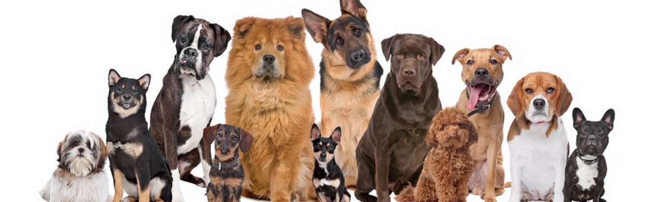 Тест ДНК на установление родословной  собаки